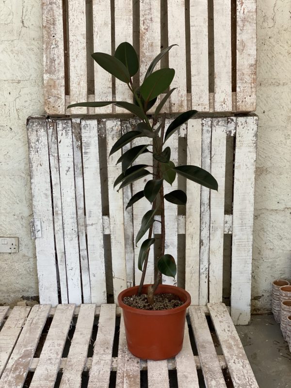 Ficus elastica Robusta perfect as a beginner plant and living room plant