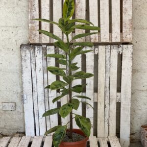 Ficus elastica schrijveriana L