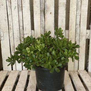 Crassula ovata L outdoor and living room plant