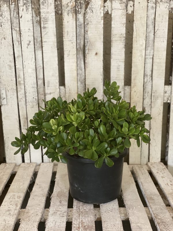 Crassula ovata L as an outdoor plant, living room plant, beginner plant and bedroom plant