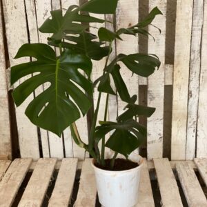 Monstera deliciosa perfect as a beginner plant, living room plant and low light plant