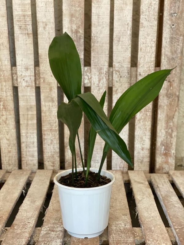 Aspidistra elatior as a kitchen plant, bathroom plant, bedroom plant, beginner plant and living room plant
