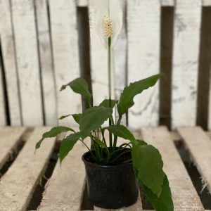 Spathiphyllum perfect as a beginner plant
