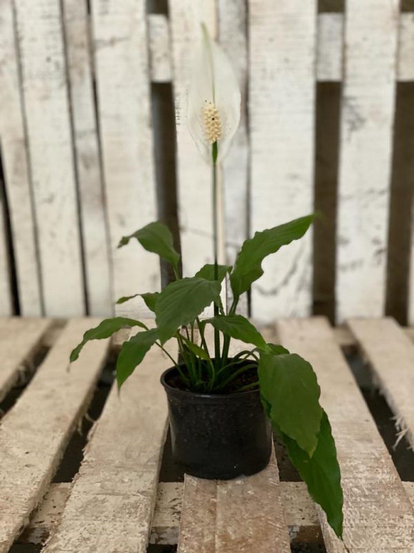 Spathiphyllum perfect as a beginner plant