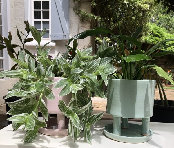 Tripod Green & Pink Glazed Pots styled with Tradescantia and Peace Lilly
