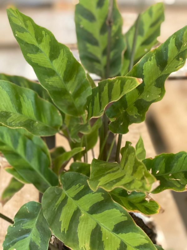 Calathea lancifolia leaves close up Kuzi Trading Company
