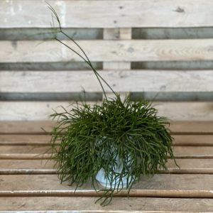 Rhipsalis Baccifera Small as a small plant and pet safe plant