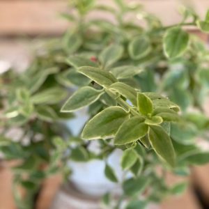 Aptenia cordifolia perfect as an outdoor plant and beginner plant