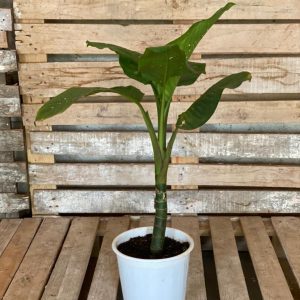 Dieffenbachia perfect as a beginner plant, bedroom plant and living room plant