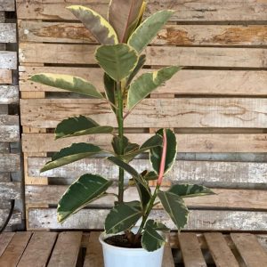 Ficus Teneke perfect as a beginner plant, and living room plant