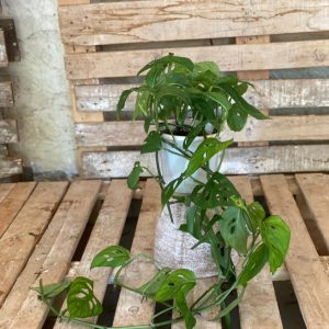 Monstera Adansonii as a small plant, beginner plant, bathroom plant, bedroom plant, kitchen plant and living room plant