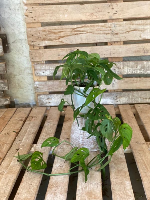 Monstera Adansonii as a small plant, beginner plant, bathroom plant, bedroom plant, kitchen plant and living room plant