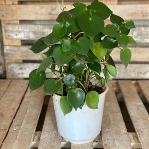 Peperomia perfect as a living room plant