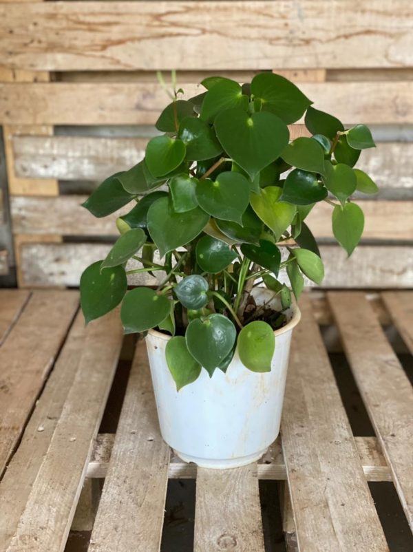 Peperomia perfect as a living room plant