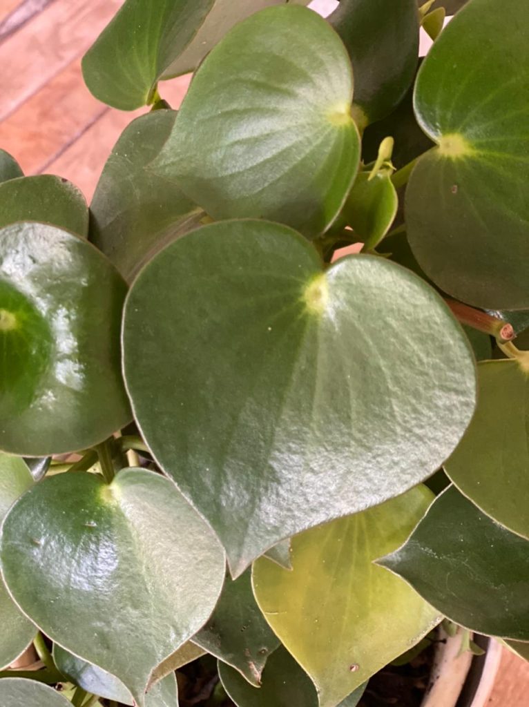 Peperomia polybotrya - Kuzi Trading Company