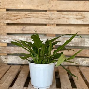Philodendron xanadu as a kitchen plant, bathroom plant, bedroom plant, beginner plant and living room plant