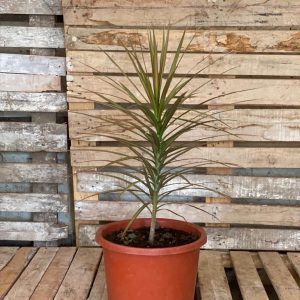 Dracaena Marginata as an outdoor and large plant