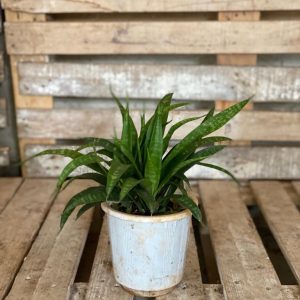 Sanseveria Parva in a pot, perfect as an outdoor plant, bedroom plant, beginner plant, and a low light plant