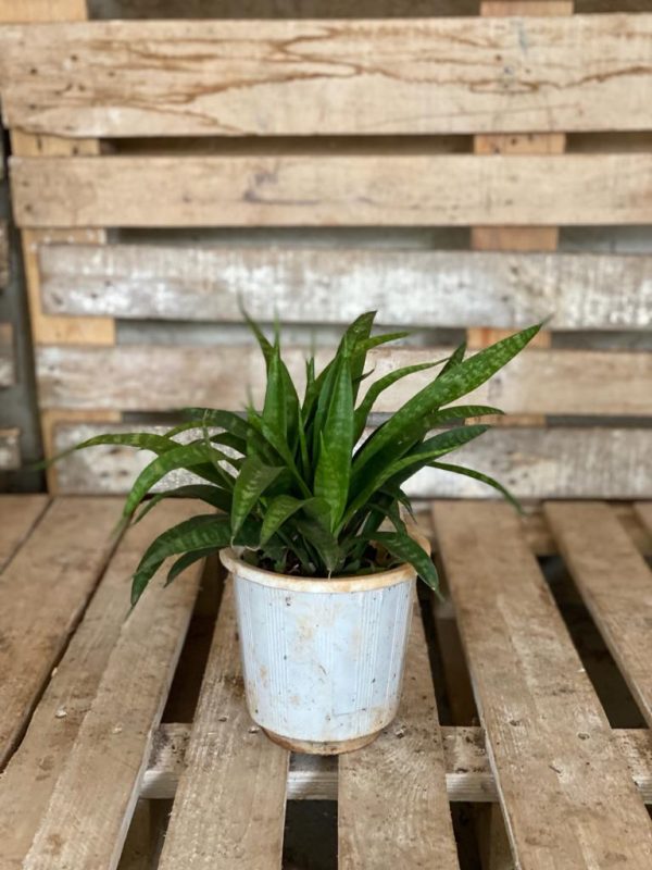 Sanseveria Parva in a pot, perfect as an outdoor plant, bedroom plant, beginner plant, and a low light plant