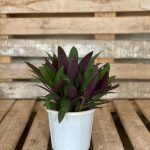 Tradescantia Spathacea works as a small plant, beginner plant, and living room plant