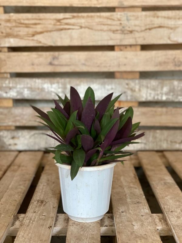 Tradescantia Spathacea works as a small plant, beginner plant, and living room plant