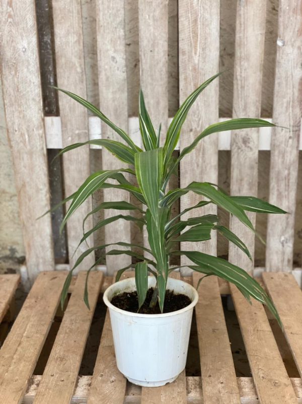 Dracaena fragrans perfect as a beginner plant, and living room plant