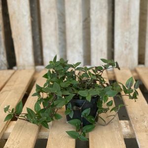Callisia Spp as a beginner plant and small plant