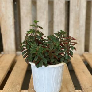 Peperomia Red Log S fit as a small plant and a living room plant