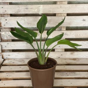 Birds of Paradise as an outdoor plant, and living room plant