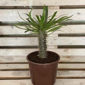 Pachypodium lamerei as an outdoor plant