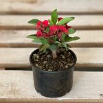 Crown of thorns as an outdoor and small plant