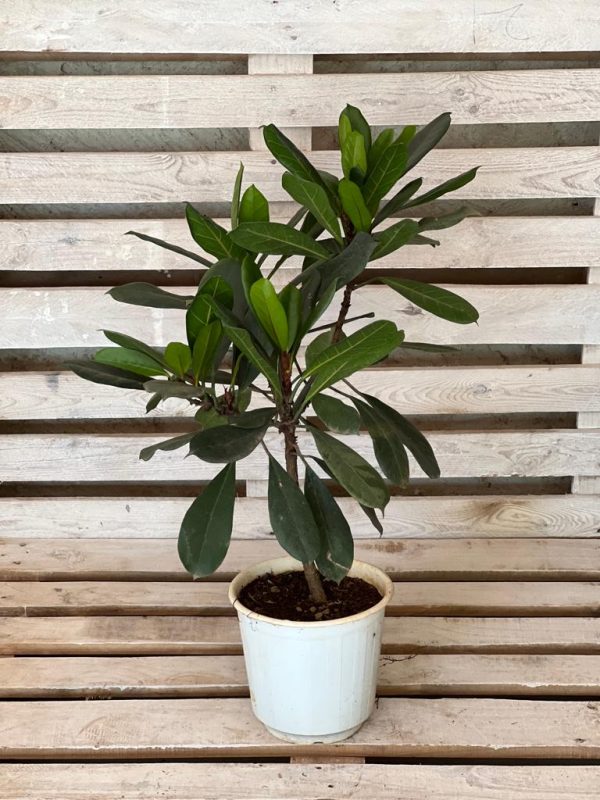 Ficus audrey perfect as a living room plant and large plant