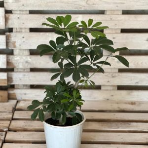 Schefflera M perfect as a beginner plant, living room plant and low light plant