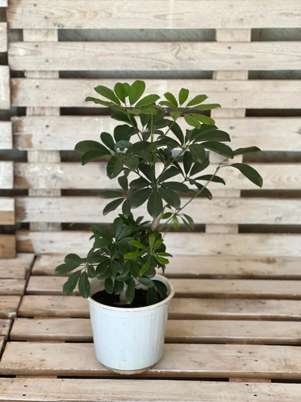 Schefflera M perfect as a beginner plant, living room plant and low light plant