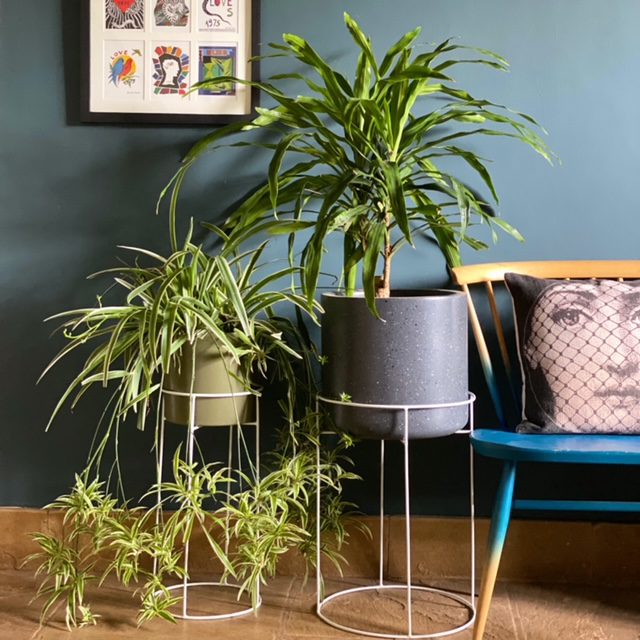 The 10 best houseplants you need now!