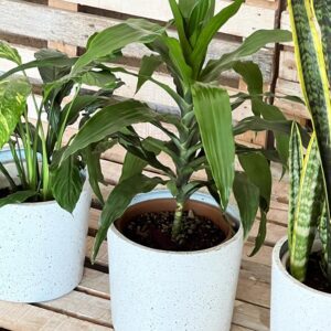 Living room plants in fibreglass pots