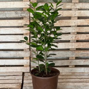Ficus Microcarpa perfect as a living room plant