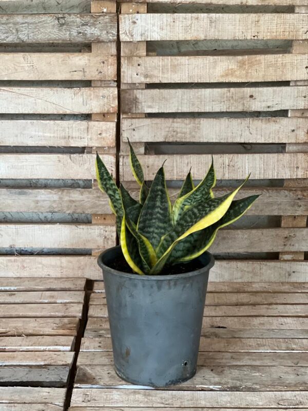 Sansevieria Laurentii Dwarf perfect as a beginner plant, bedroom plant and low light plant