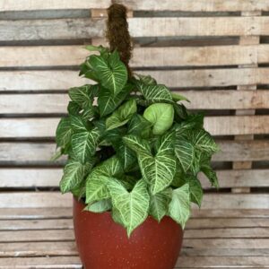 Syngonium Podophyllum perfect as a living room plant and low light plant