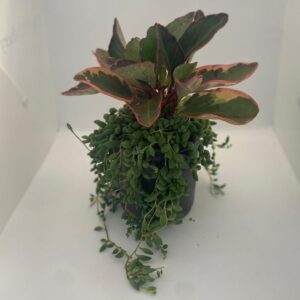 Peperomia Jelli with string of bead