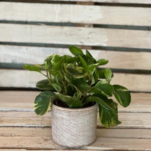Terracotta pot styled with peperomia plant