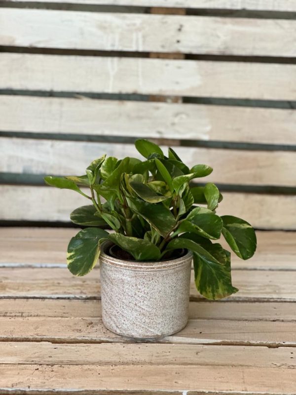 Terracotta pot styled with peperomia plant