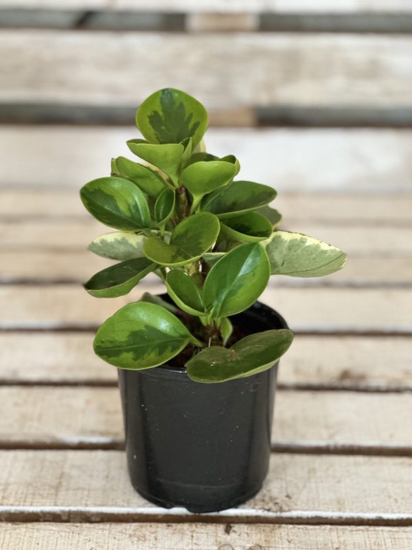 Peperomia obtusifolia lime and green XST