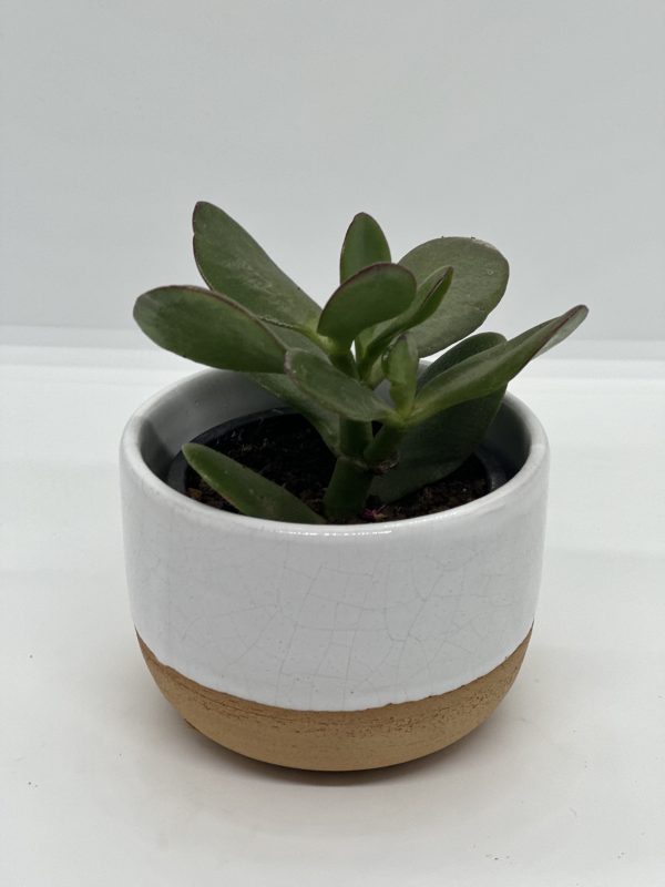 Crassula ovata jade plant Kuzi Kenya houseplant size 1 Sam dive ceramic pot