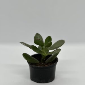 Crassula ovata jade plant Kuzi Kenya houseplant size 1