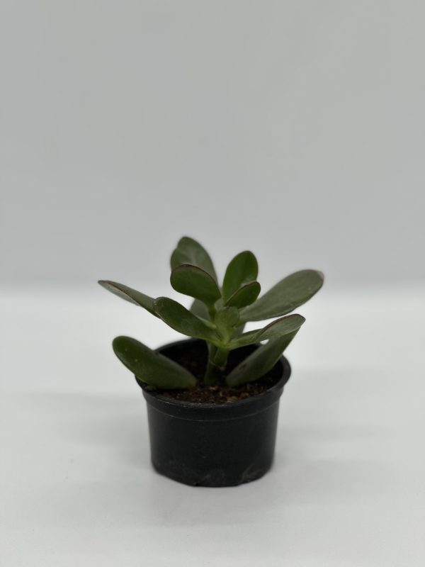 Crassula ovata jade plant Kuzi Kenya houseplant size 1