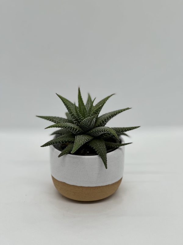 Haworthia sp. size 1 houseplant Kuzi Kenya Sam Dive Ceramic Pot