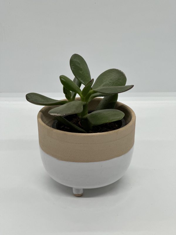 Kimmy Dunk Ceramic Pot Size 1 Plant