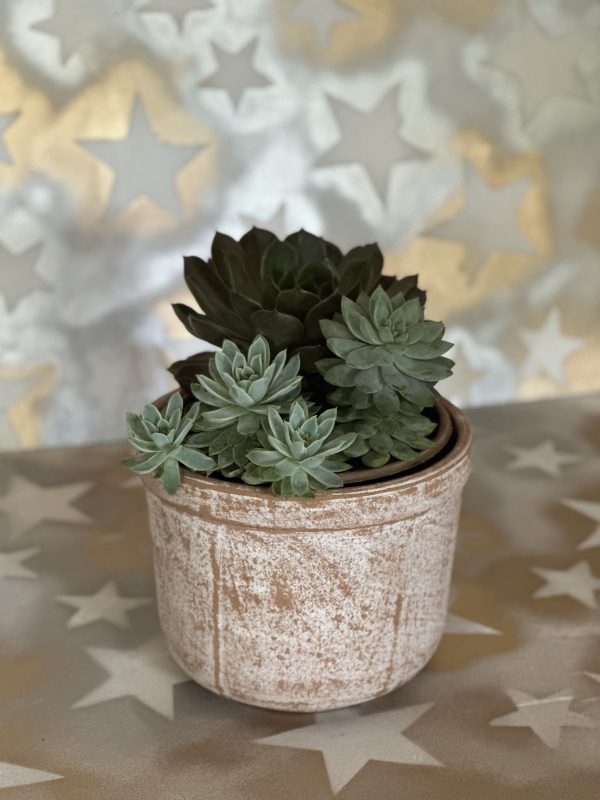 Succulent assortment with medium pot